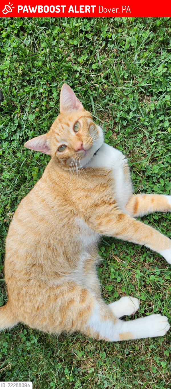 Lost Male Cat last seen Near Harvest moon in Dover, Dover, PA 17315
