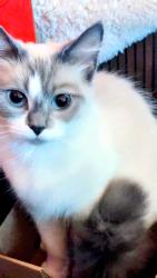 Lost Female Cat last seen Alger road , Oak Ridge, TN 37830