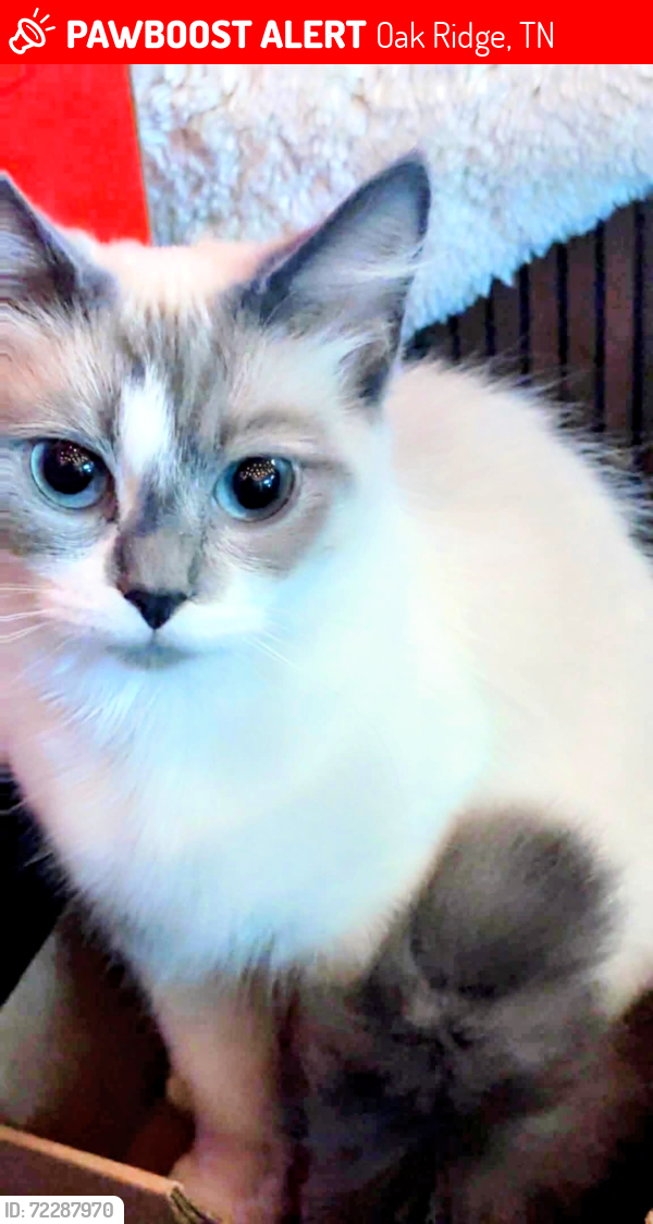 Lost Female Cat last seen Alger road , Oak Ridge, TN 37830