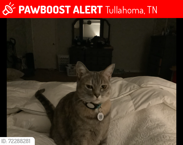Lost Female Cat last seen Prince Lane and West Lincoln Tillahoma, Tullahoma, TN 37388