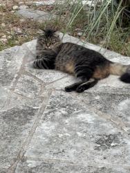 Lost Male Cat last seen Champions Drive /Berry Creek, Georgetown, TX 78628
