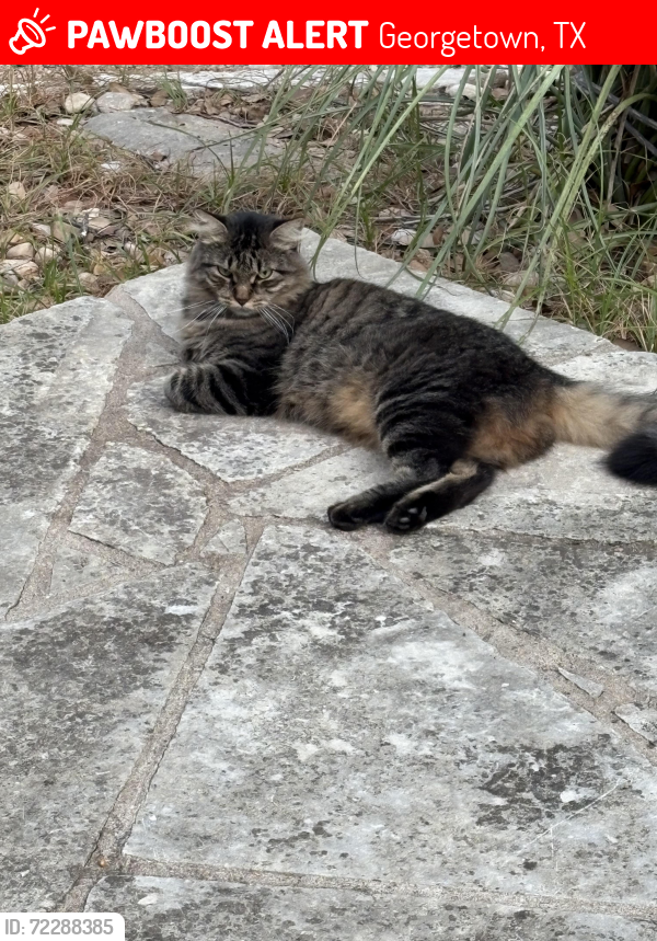 Lost Male Cat last seen Champions Drive /Berry Creek, Georgetown, TX 78628