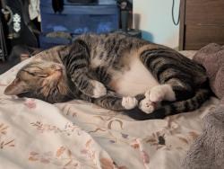 Lost Female Cat last seen Camino Ruiz, San Diego, CA 92126