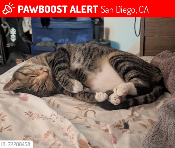 Lost Female Cat last seen Camino Ruiz, San Diego, CA 92126