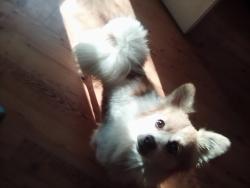 Lost Male Dog last seen Johns Mill Rd/Maxton Rd , Scotland County, NC 28352