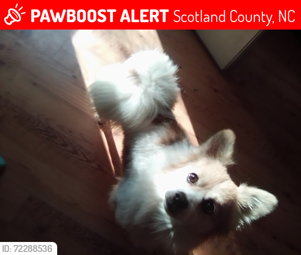 Lost Male Dog last seen Johns Mill Rd/Maxton Rd , Scotland County, NC 28352