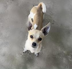 Lost Male Dog last seen Pacific and 8th st, Albuquerque, NM 87102