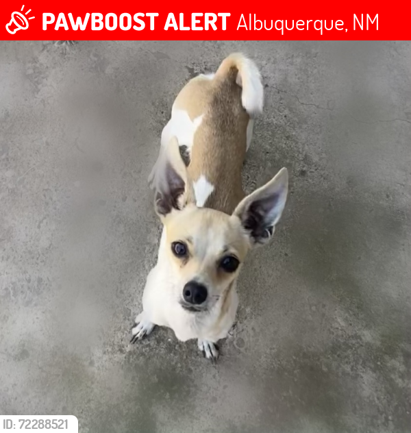 Lost Male Dog last seen Pacific and 8th st, Albuquerque, NM 87102