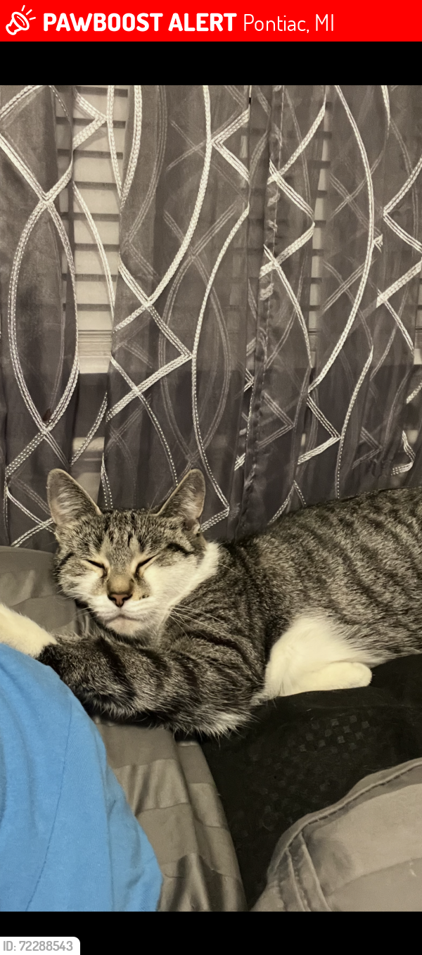 Lost Female Cat last seen She is a short cat, Pontiac, MI 48341
