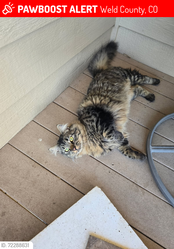 Lost Male Cat last seen Hwy 14 & Hwy 257, Weld County, CO 80546