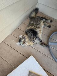Lost Male Cat last seen Hwy 14 & Hwy 257, Weld County, CO 80546