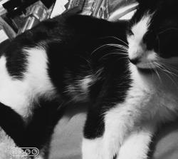 Lost Female Cat last seen Firestone and Pioneer, Norwalk, CA 90650