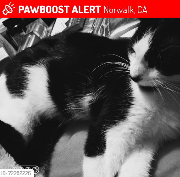 Lost Female Cat last seen Firestone and Pioneer, Norwalk, CA 90650