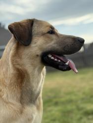 Lost Female Dog last seen Military drive, camp Robinson , North Little Rock, AR 72118