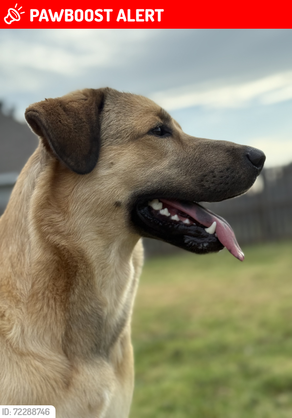 Lost Female Dog last seen Military drive, camp Robinson , North Little Rock, AR 72118