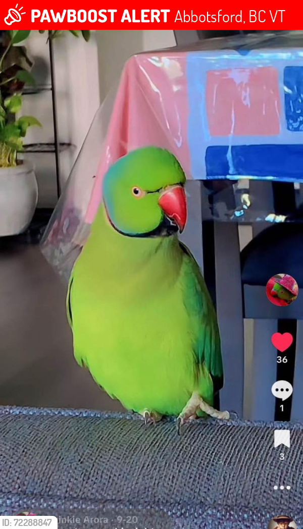 Lost Male Bird last seen Adelaide St, Abbotsford, BC V2T