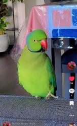 Lost Male Bird last seen Adelaide St, Abbotsford, BC V2T