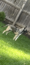 Lost Female Dog last seen 47th ave and Quebec , Denver, CO 80216