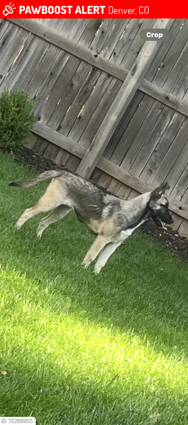 Lost Female Dog last seen 47th ave and Quebec , Denver, CO 80216