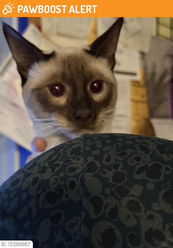 Surrendered Male Cat last seen Ford and Mary st e, Thunder Bay, ON P7E 4J5
