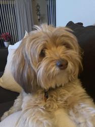 Lost Female Dog last seen Cypress and Badillo, Covina, CA 91724