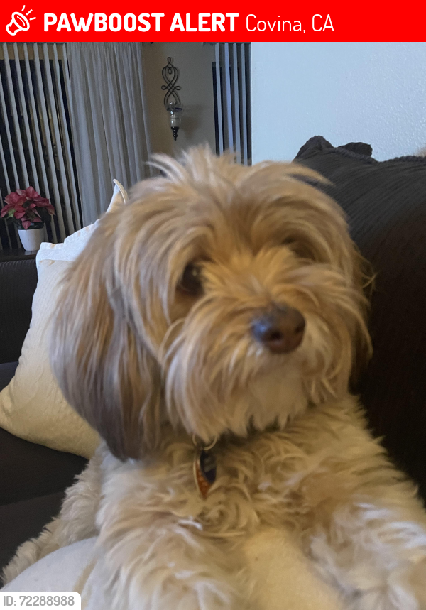 Lost Female Dog last seen Cypress and Badillo, Covina, CA 91724