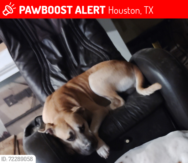 Lost Male Dog last seen Bunker wood ln and Fallbrook, Houston, TX 77086