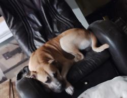 Lost Male Dog last seen Bunker wood ln and Fallbrook, Houston, TX 77086