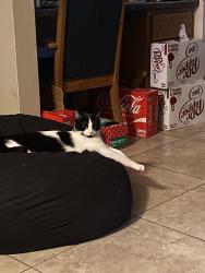Lost Male Cat last seen Near W. 14865 S. , Riverton, UT 84065