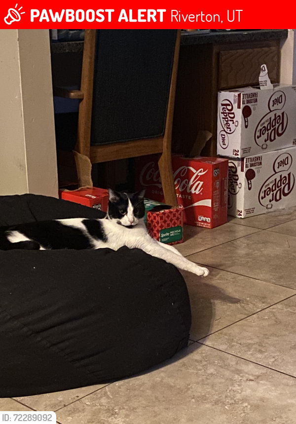 Lost Male Cat last seen Near W. 14865 S. , Riverton, UT 84065