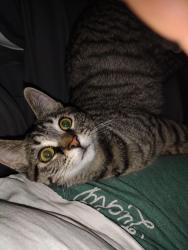 Lost Male Cat last seen Eisenhower Blvd , Middletown, PA 17057