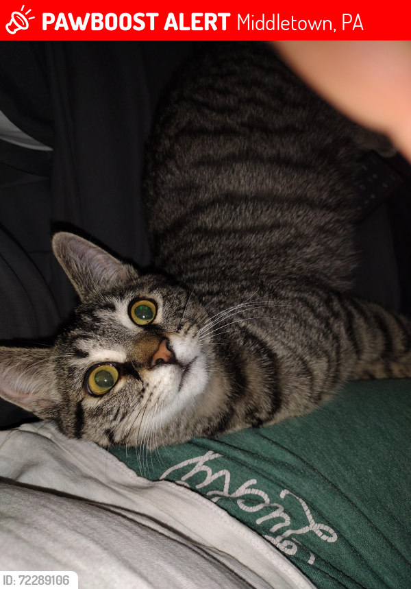 Lost Male Cat last seen Eisenhower Blvd , Middletown, PA 17057