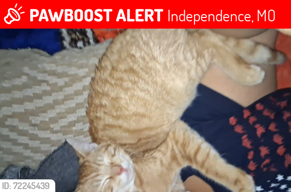 Lost Male Cat last seen 1300S Cunninghan Ave independence apt , Independence, MO 64050