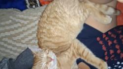 Lost Male Cat last seen 1300S Cunninghan Ave independence apt , Independence, MO 64050
