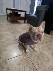 Lost Male Dog last seen Santa anita, El Monte, CA 91733