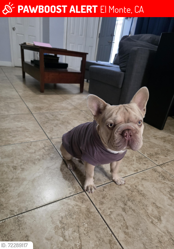 Lost Male Dog last seen Santa anita, El Monte, CA 91733