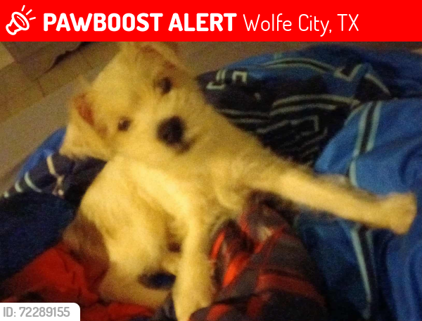 Lost Male Dog last seen Wolfe city texas, Wolfe City, TX 75496