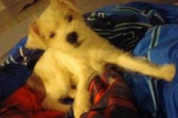 Lost Male Dog last seen Wolfe city texas, Wolfe City, TX 75496