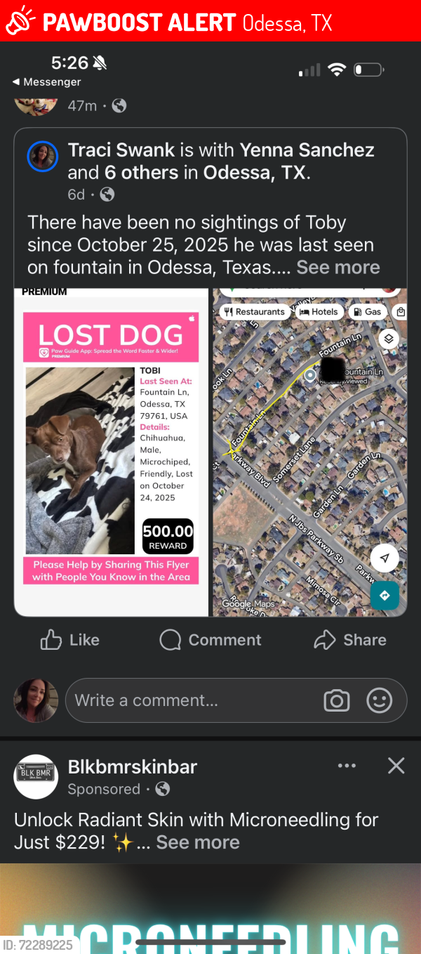 Lost Male Dog last seen JBs and Fountain Lane Odessa, Odessa, TX 79761