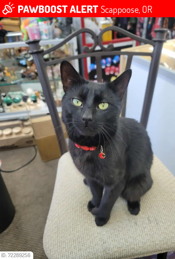 Lost Male Cat last seen Near Heron Meadows Dr. Scappoose OR. 97056, Scappoose, OR 97056