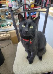 Lost Male Cat last seen Near Heron Meadows Dr. Scappoose OR. 97056, Scappoose, OR 97056