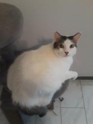 Lost Male Cat last seen Lone Star CT & Magnolia, League City, TX 77573