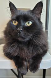 Lost Male Cat last seen Park Brook Drive and Cheviot, Charlotte, NC 28269