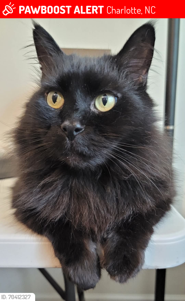 Lost Male Cat last seen Park Brook Drive and Cheviot, Charlotte, NC 28269