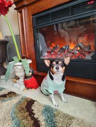 Lost Female Dog last seen Grand Ave n Basswood , Holiday, FL 34690