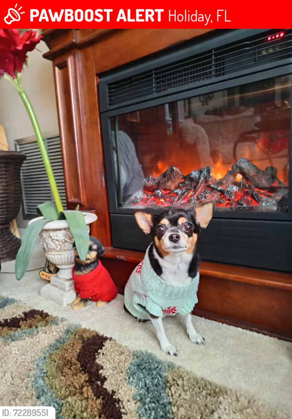 Lost Female Dog last seen Grand Ave n Basswood , Holiday, FL 34690