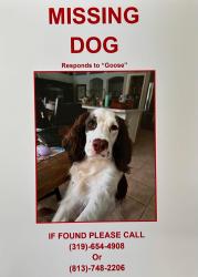 Lost Male Dog last seen FishHawk Blvd and Watercolor Dr, Fish Hawk, FL 33547