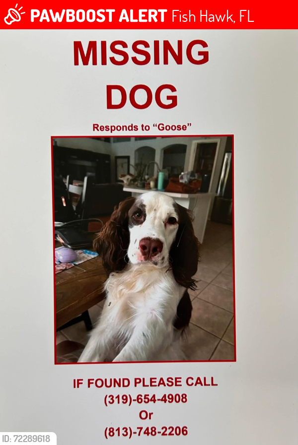 Lost Male Dog last seen FishHawk Blvd and Watercolor Dr, Fish Hawk, FL 33547