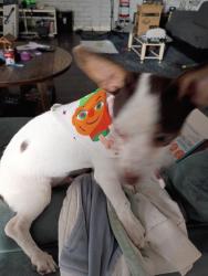 Lost Male Dog last seen Fair & Clark, San Antonio, TX 78223