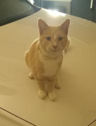 Reunited Male Cat last seen Ft. Bragg Road, Fayetteville, NC near Terry Sanford High School, Fayetteville, NC 28303